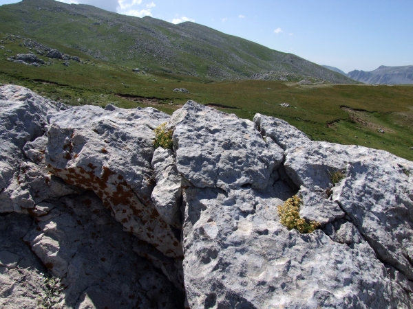 Saxifraga exarata subsp. ampullacea /  Sassifraga del Gran Sasso